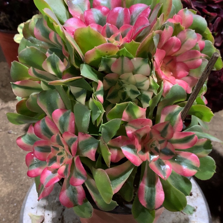 630香妃多肉植物特价