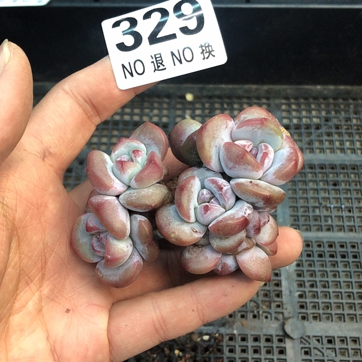 星影石榴籽福利出咯 329