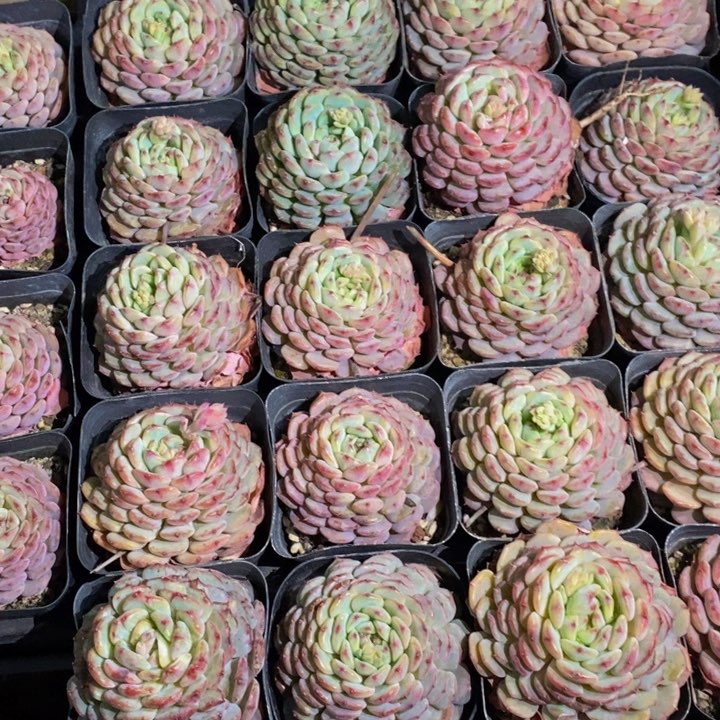 霖*153多肉植物保护研究所所长助理研究员