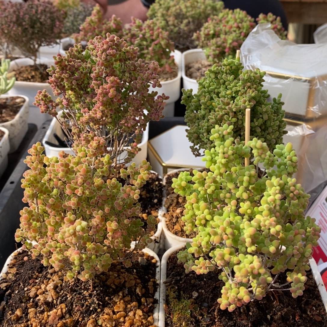 枝干番杏多肉植物923