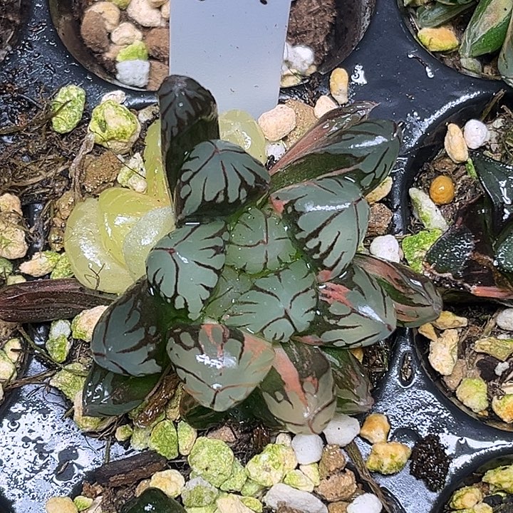 401多头红太阳锦脱土发货