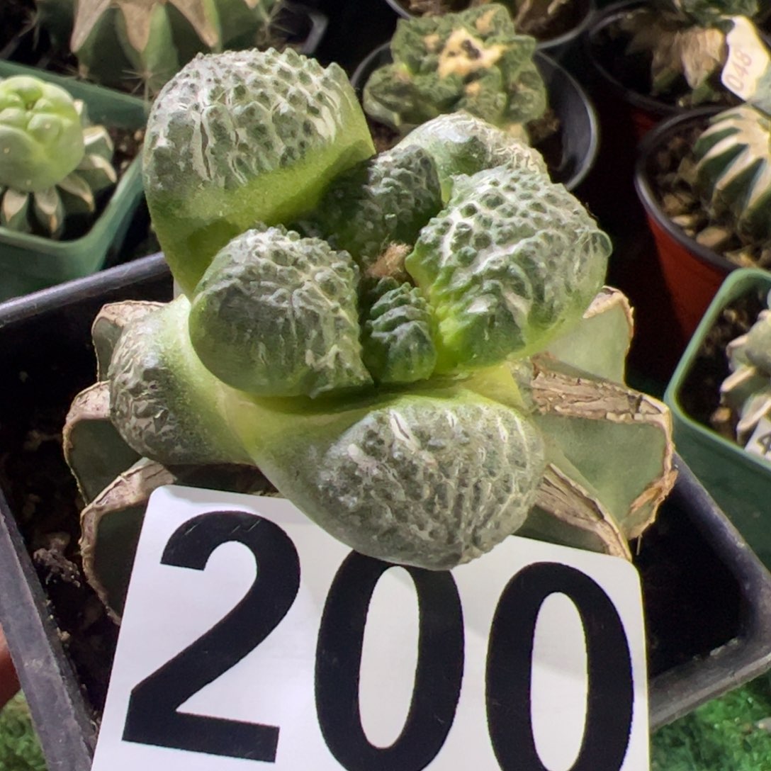 大尤连山牡丹仙人球200