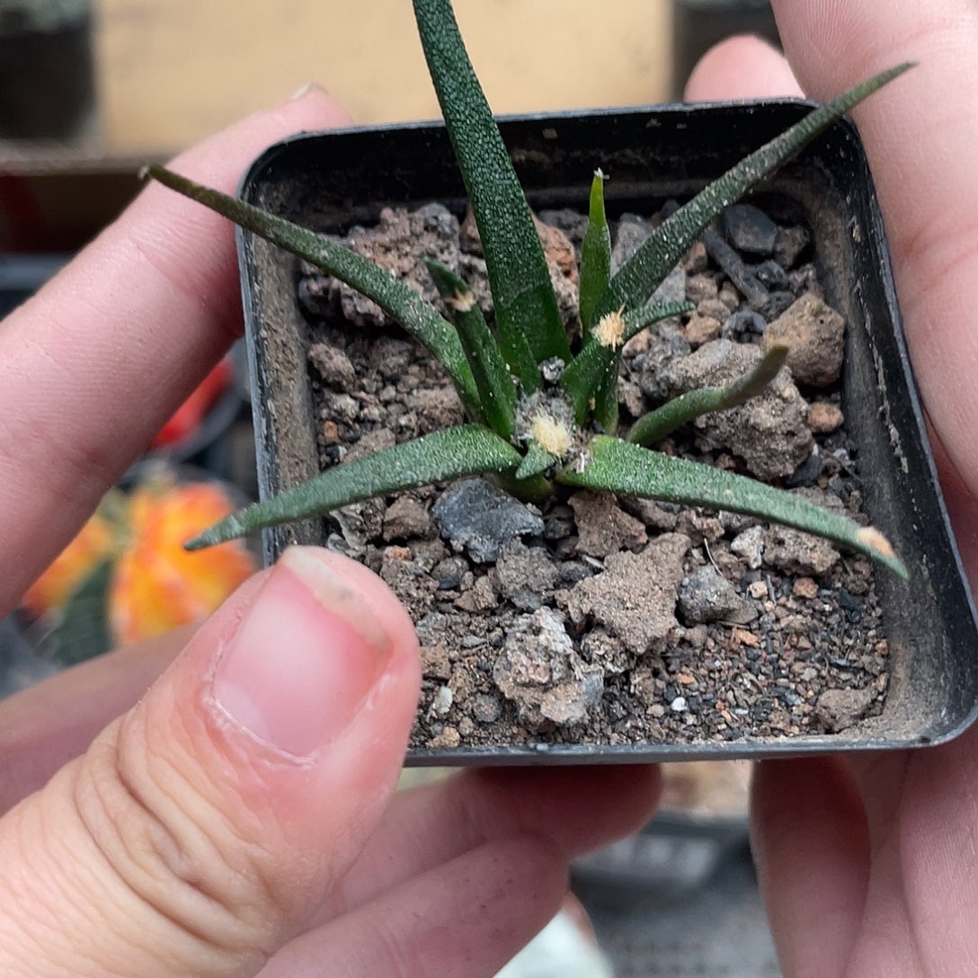 114龙舍兰牡丹仙人球