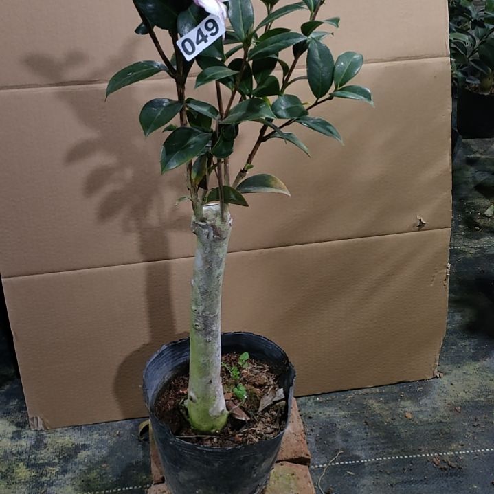 49搬水屋，原盆原土发货