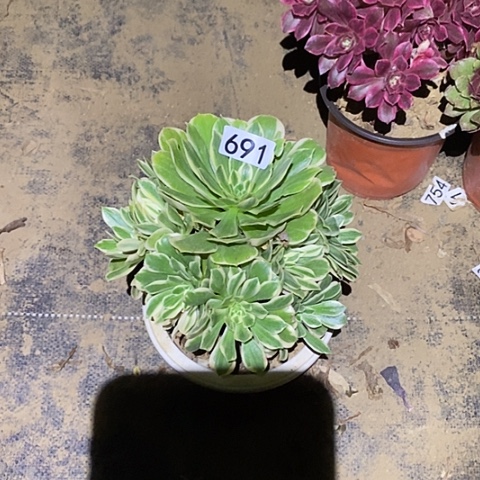 花*多肉植物法师691颜宁