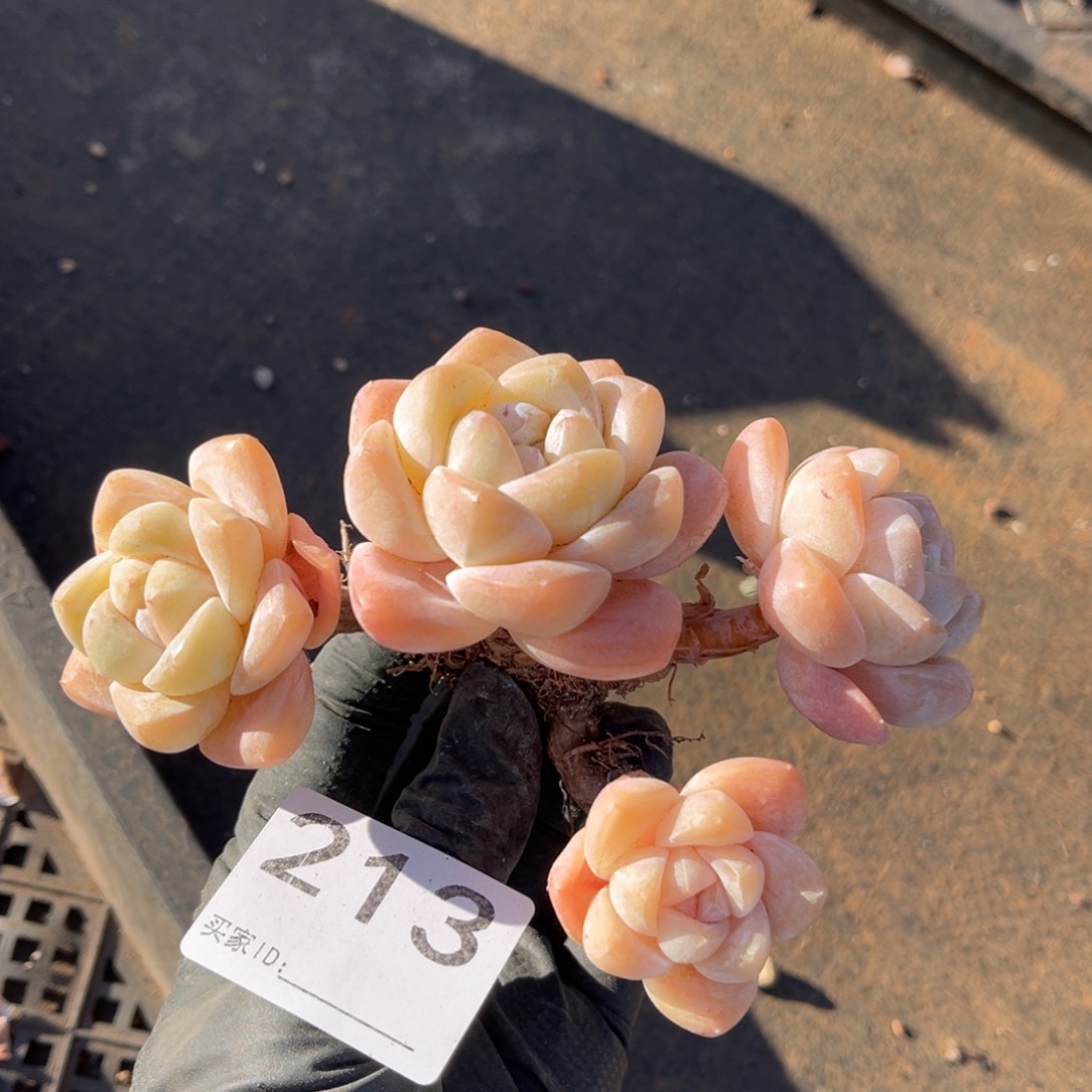 213号新疆西藏内蒙古不包邮