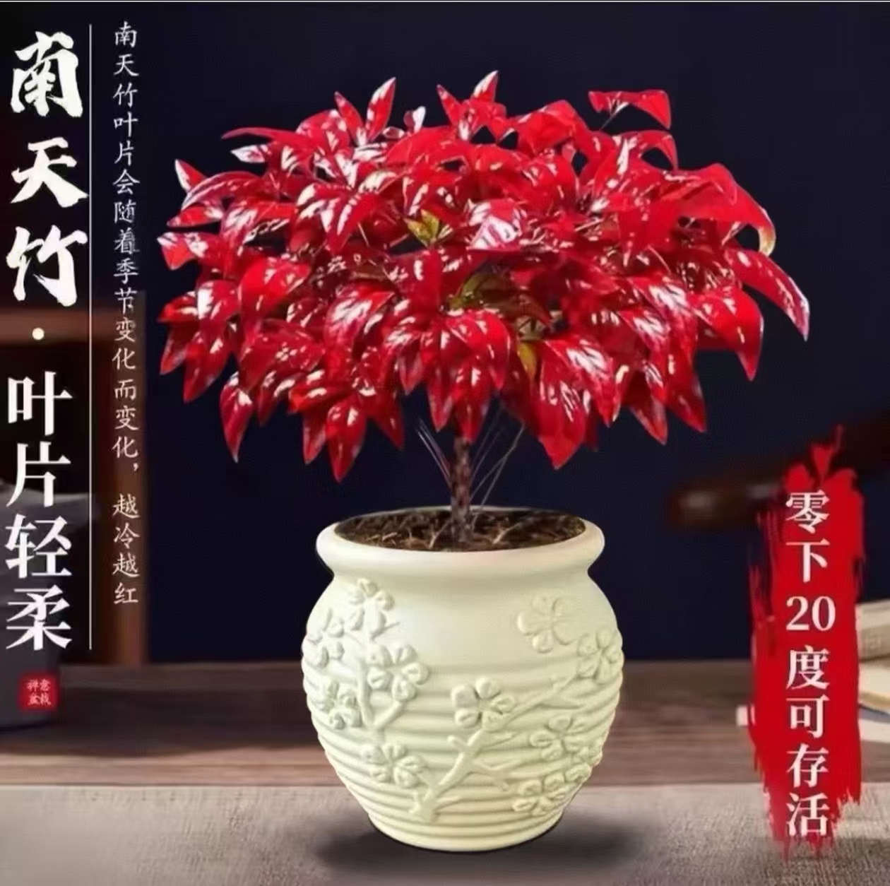 带浮雕盆【越冷越红】火焰南天竹盆栽冬季耐寒室内外绿植越冷越红美