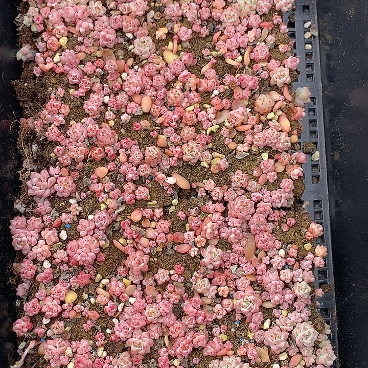 143 多肉植物盆栽花卉植物