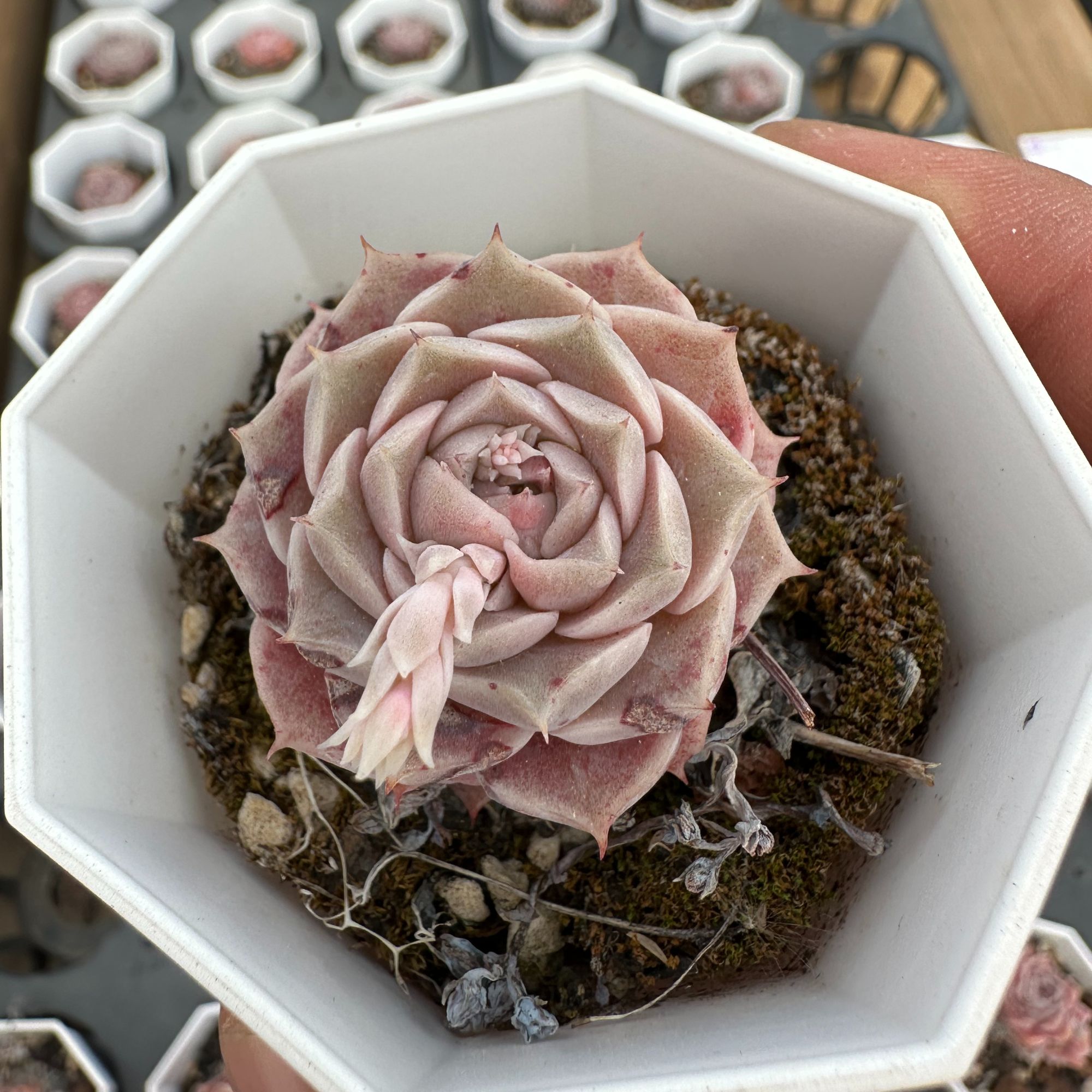 纯爱精品多肉 精控 精养 精品 多肉