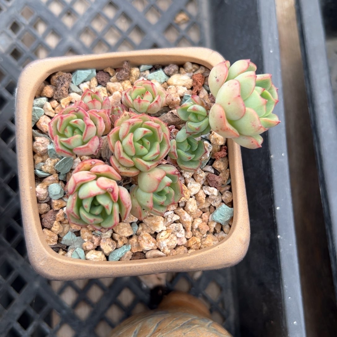 红化妆（满38包邮）