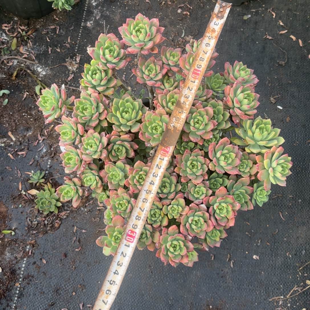 老桩马库斯多肉植物