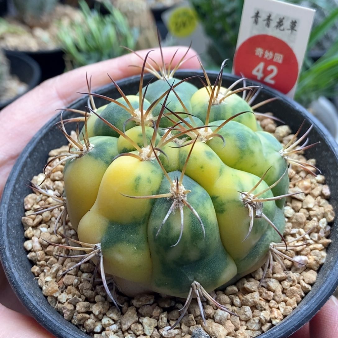 实生天紫玉锦5.7cm