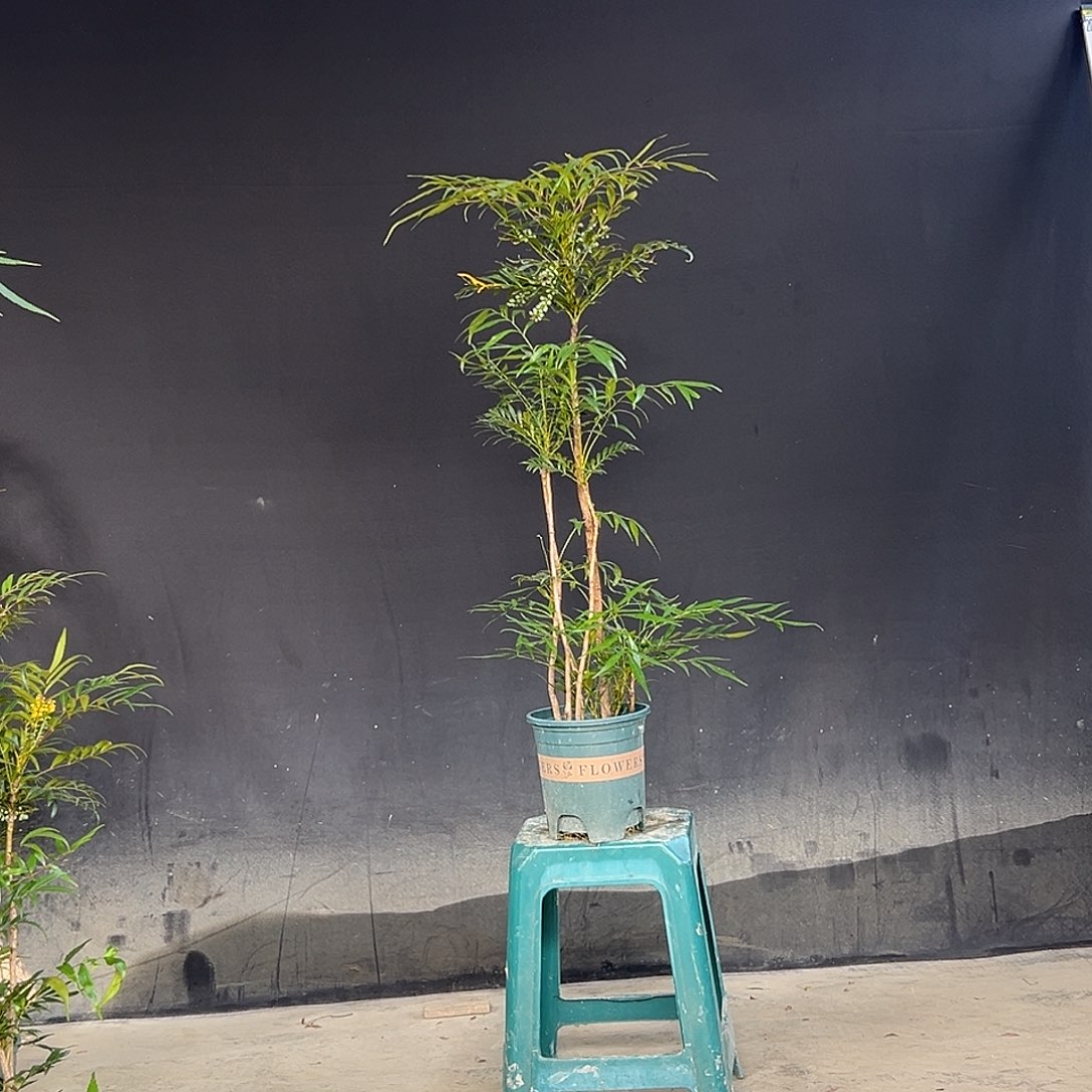 无花朵十大功劳绿植花卉