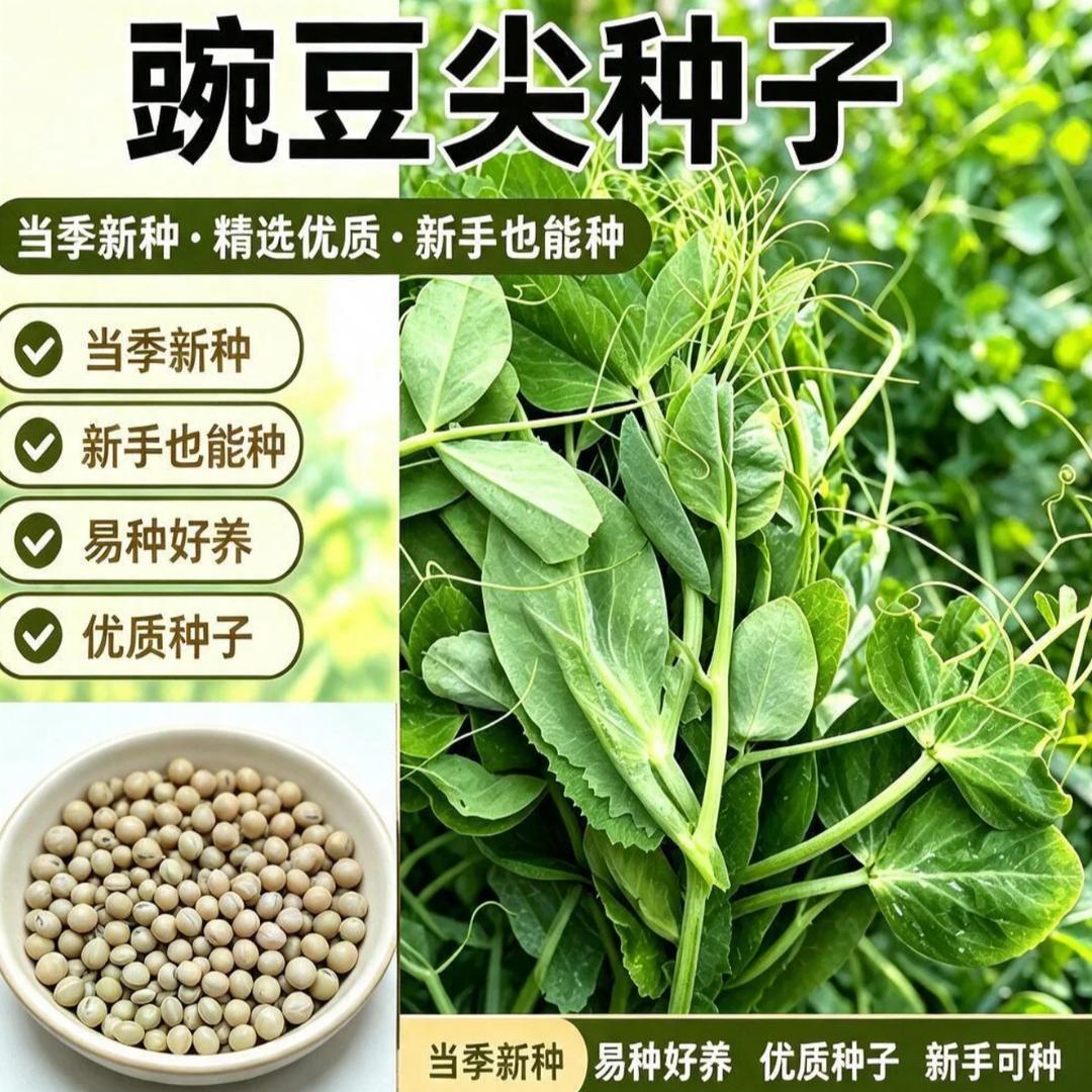 无须豌豆苗尖种子家庭阳台种植盆栽种苗四季水培龙须蔬菜种籽孑