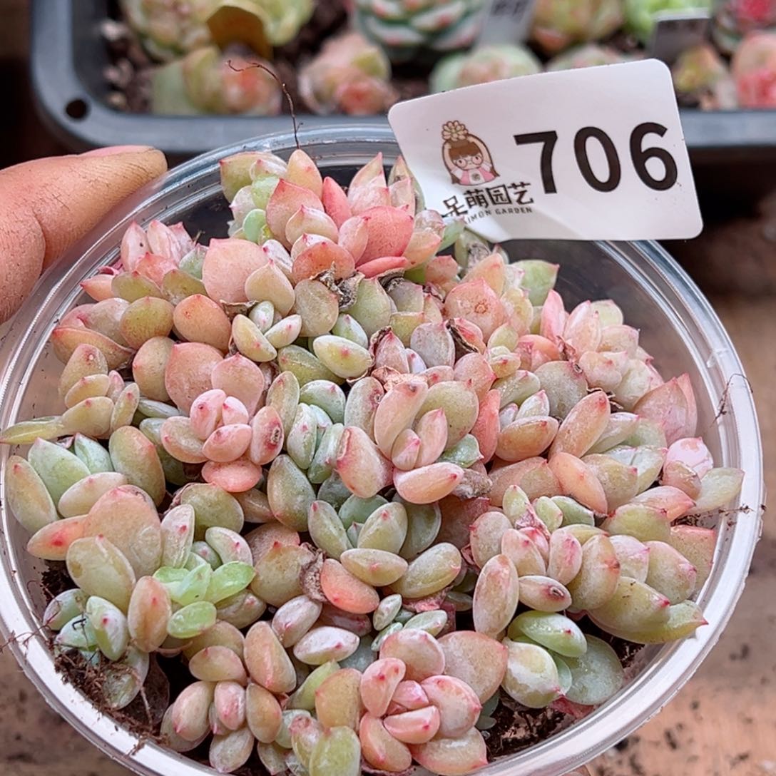 多肉植物多肉植物