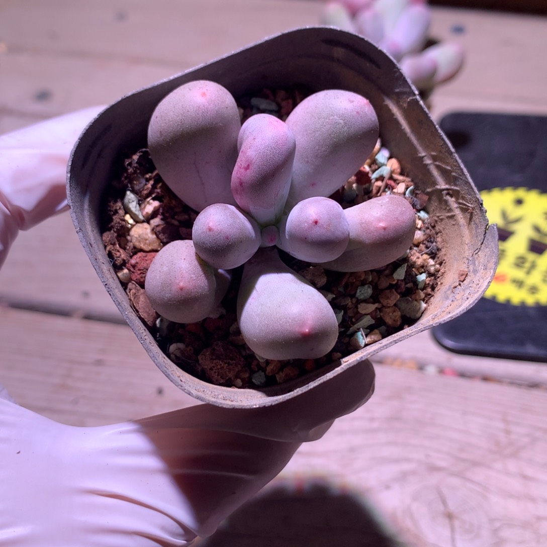 米可奶酪多肉 米可奶。