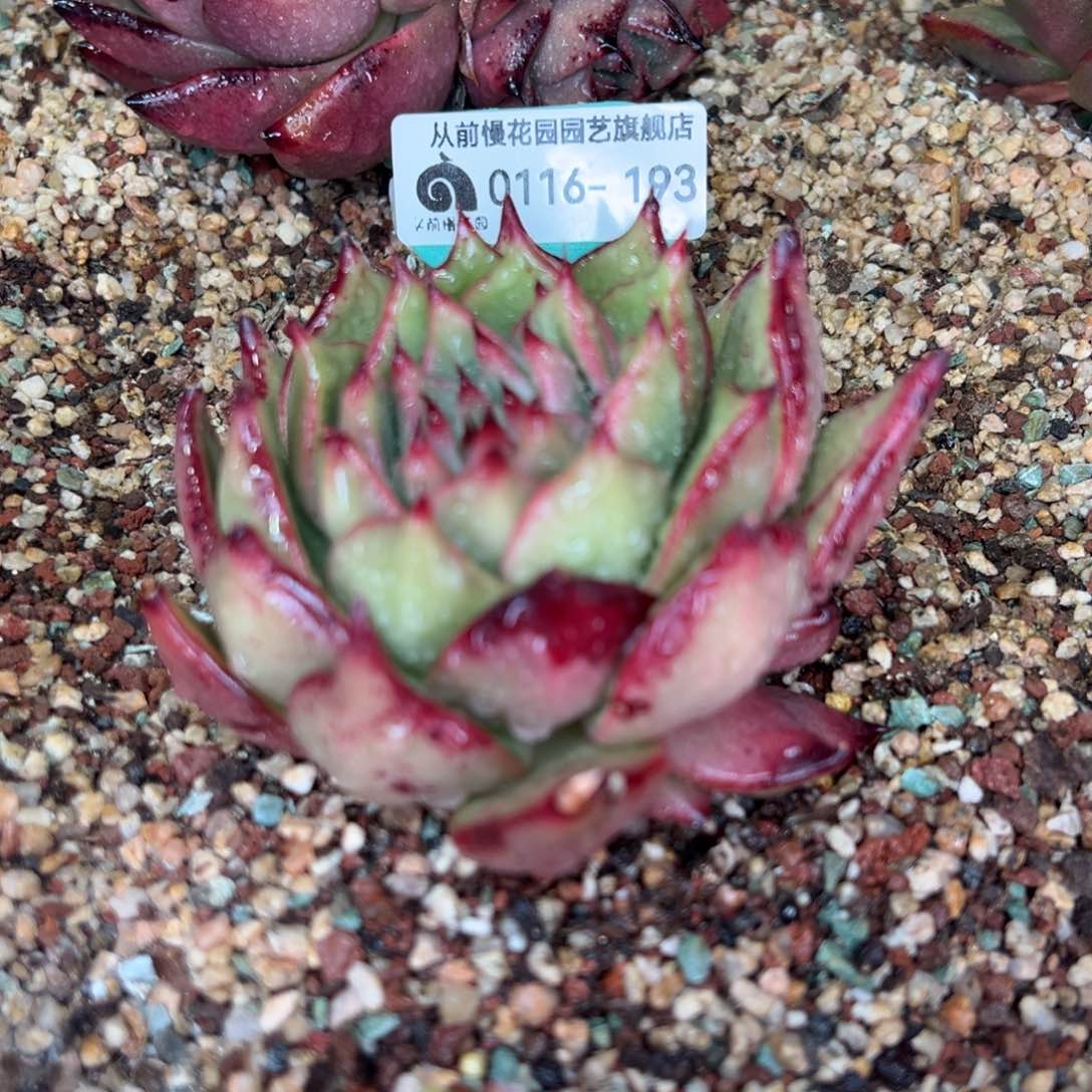 从前慢多肉精选超好0116.193