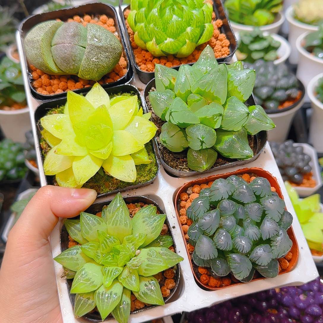 玉露六件套多肉，原盆