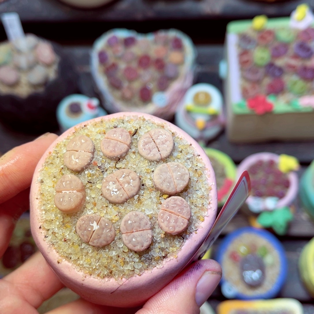 109生石花带盆发1