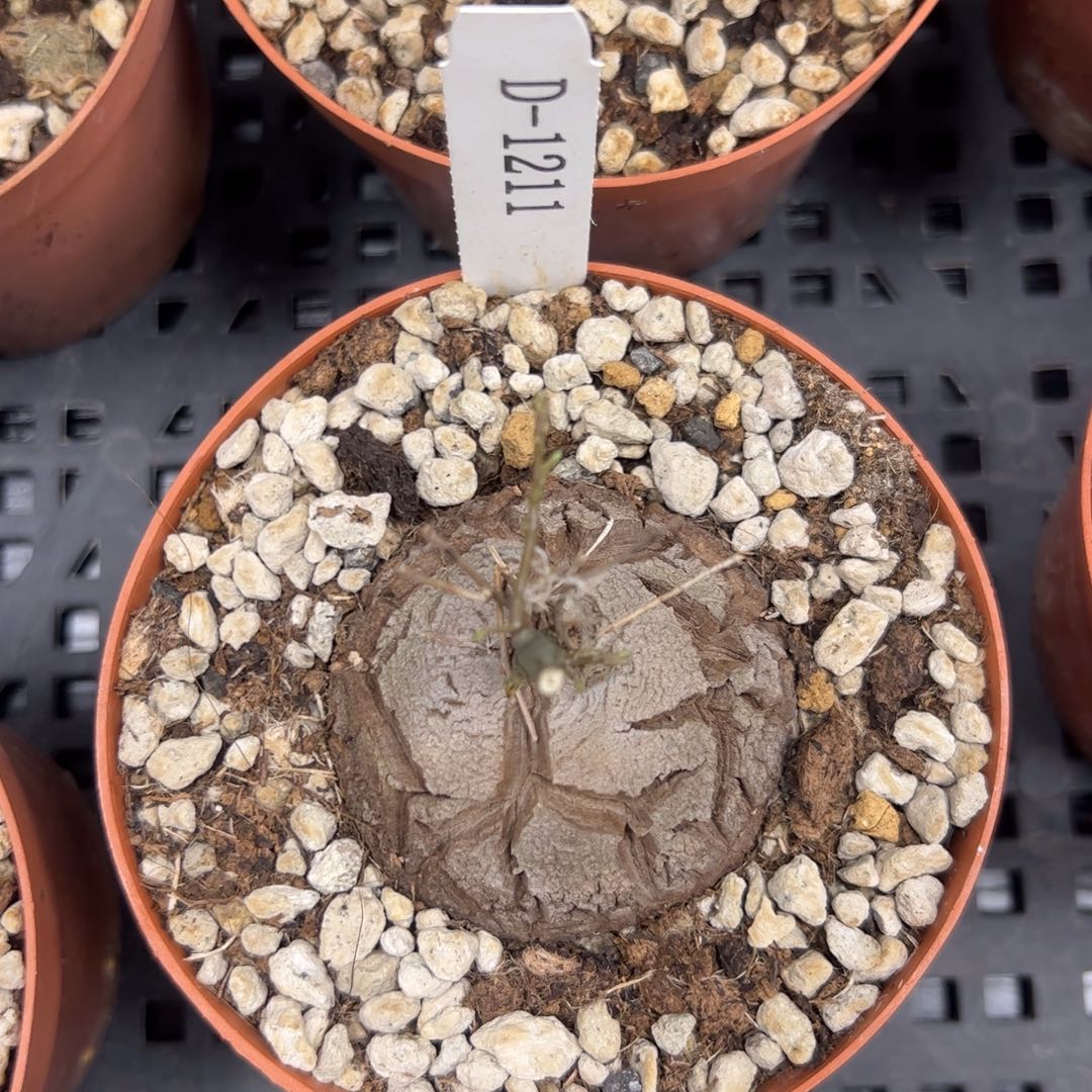 精品盆栽养定龟甲龙1211号