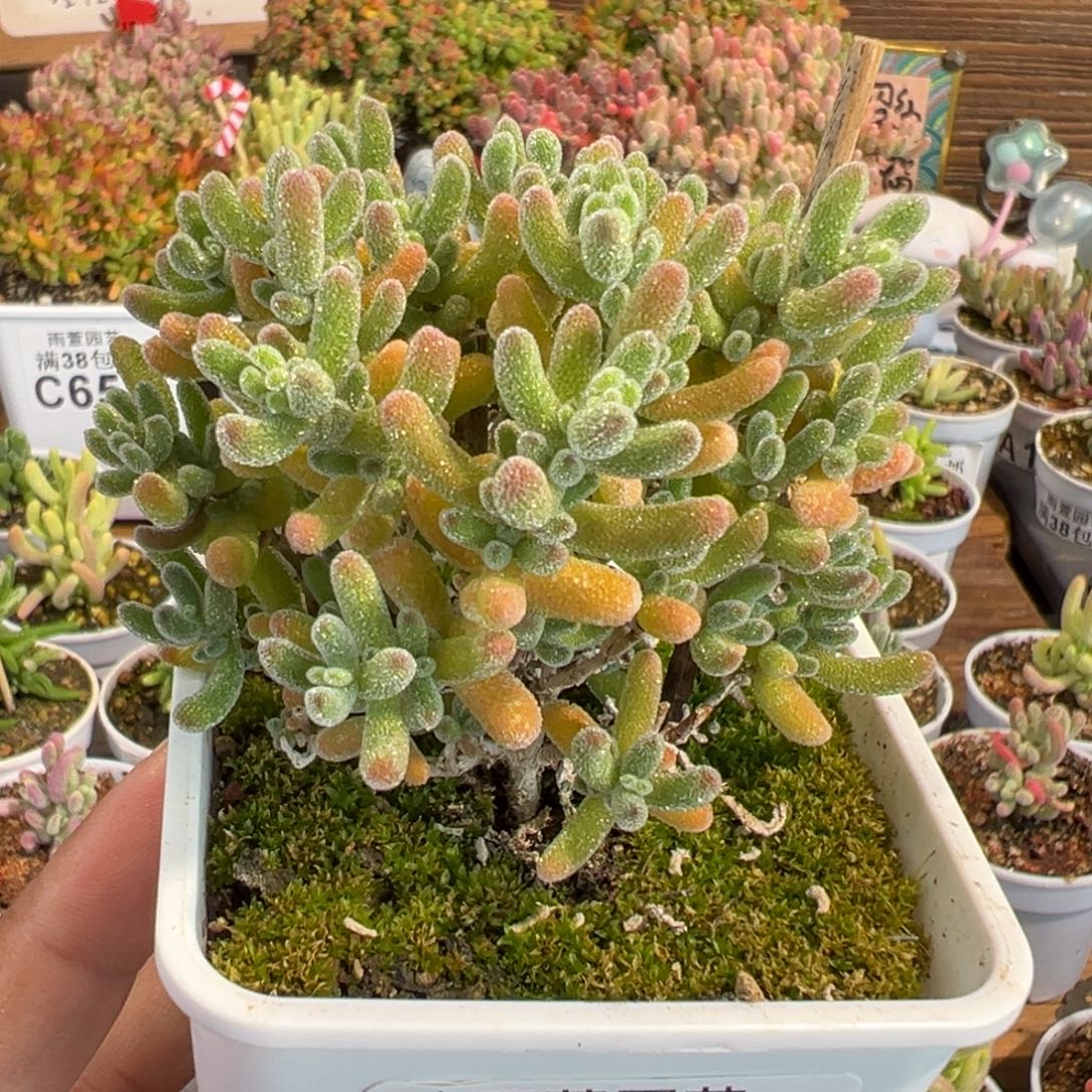 26-231枝干奶油冰小树七方盆