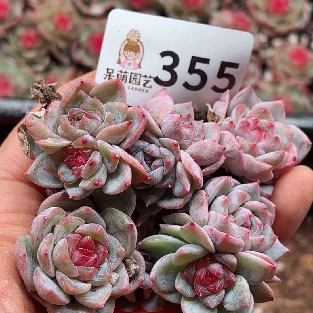 多肉植物多肉植物