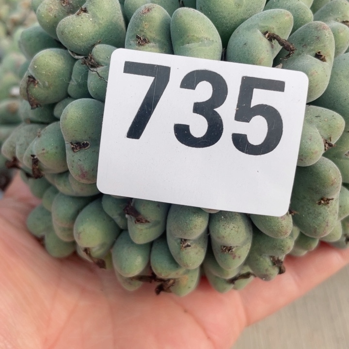 735大群口迪零下拍保温