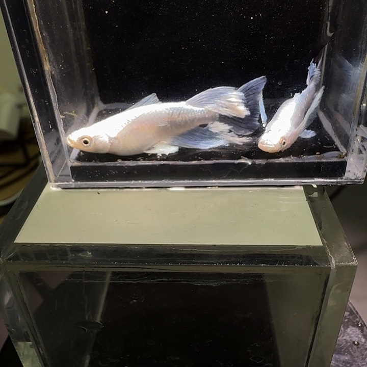 青鳉鱼一物一拍215