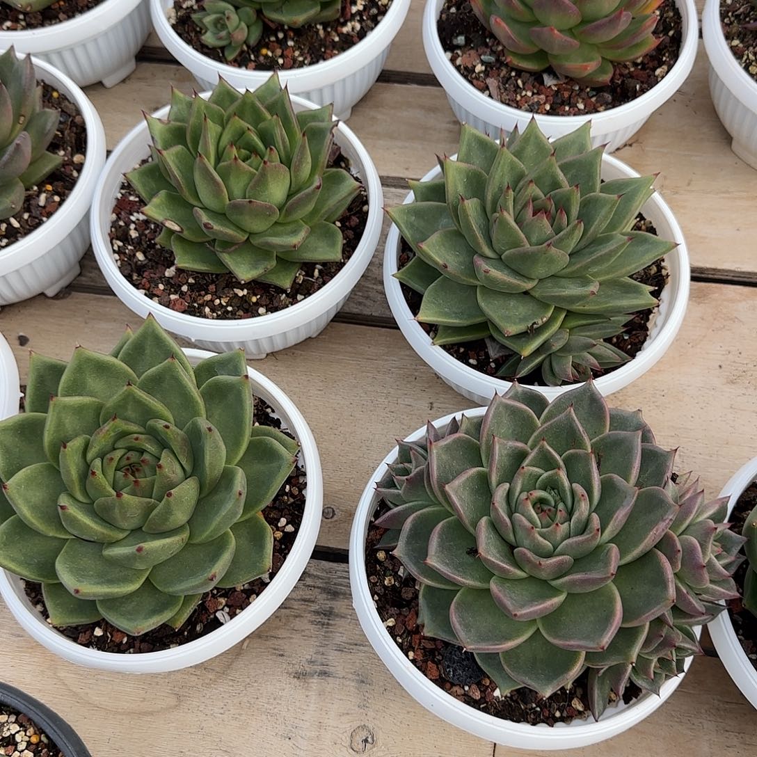 『***』水晶之恋多肉 单头