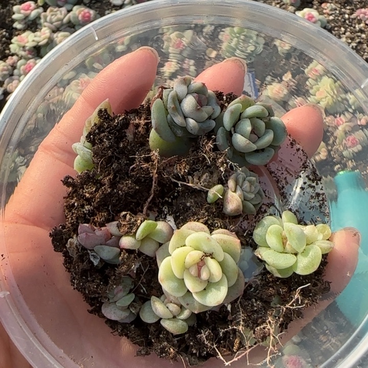 18号绝绝子多肉一盘