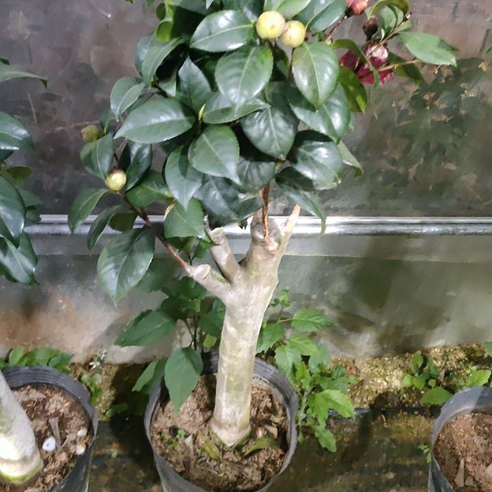 219五品，原盆原土发货