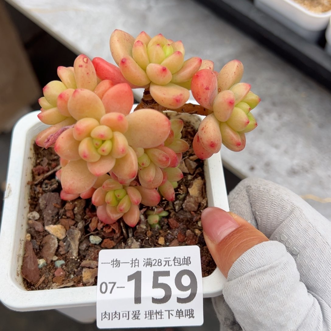 香格里拉多肉多多肉