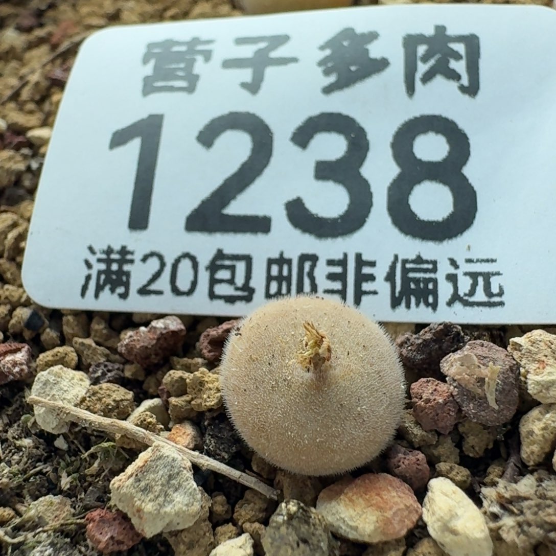 D毛球。  脱土。             
