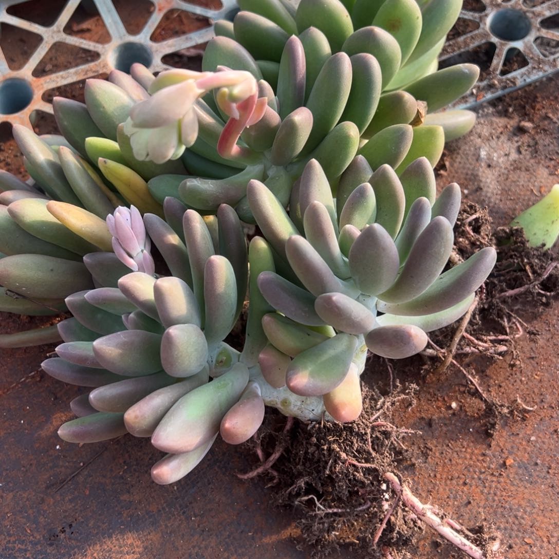 多肉植物芒果奶包邮