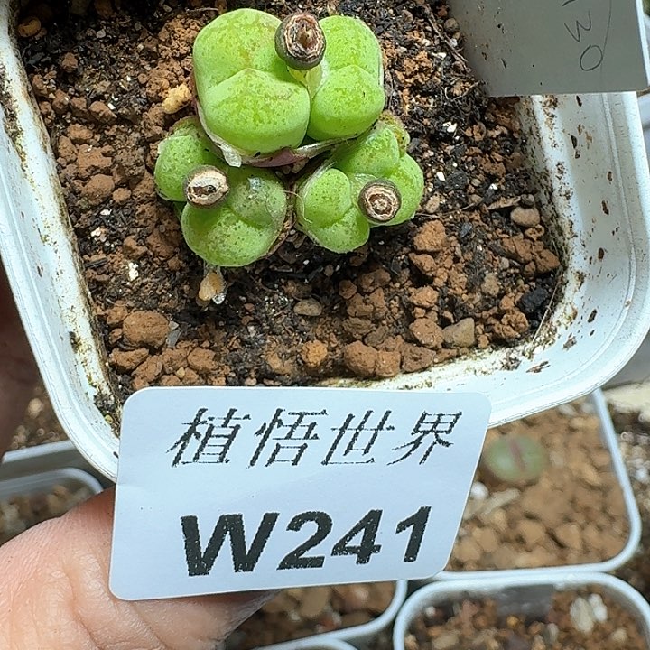 241号多肉植物哇f g