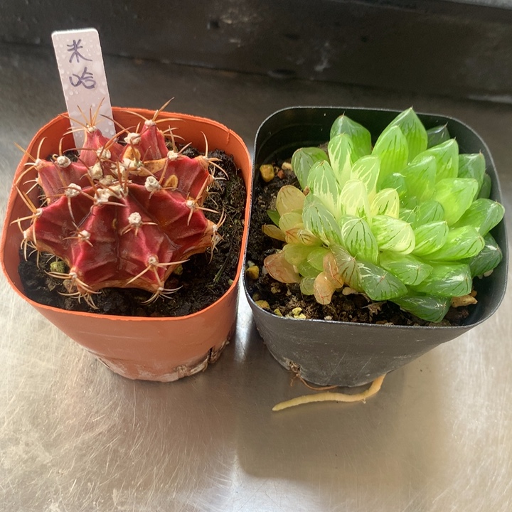 米哈+花火玉露锦一物一拍