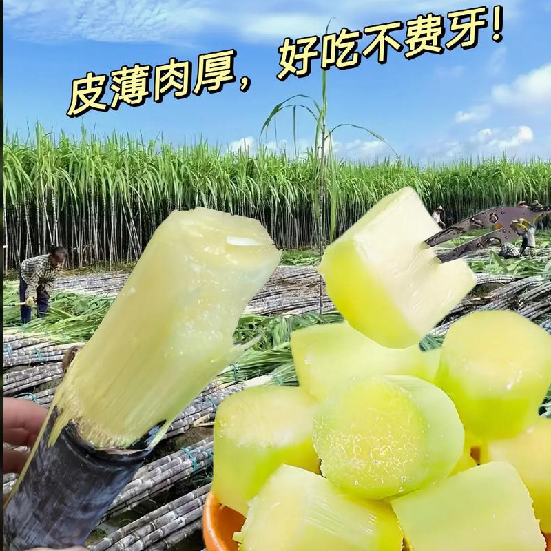 达人专属正宗广西黑皮甘蔗新鲜脆甜水果现砍现发