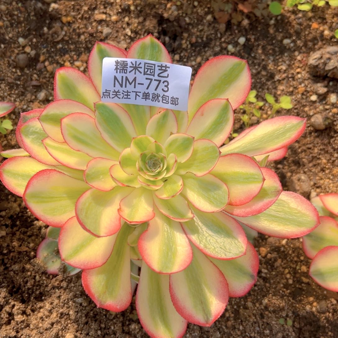 倾城多肉植物773