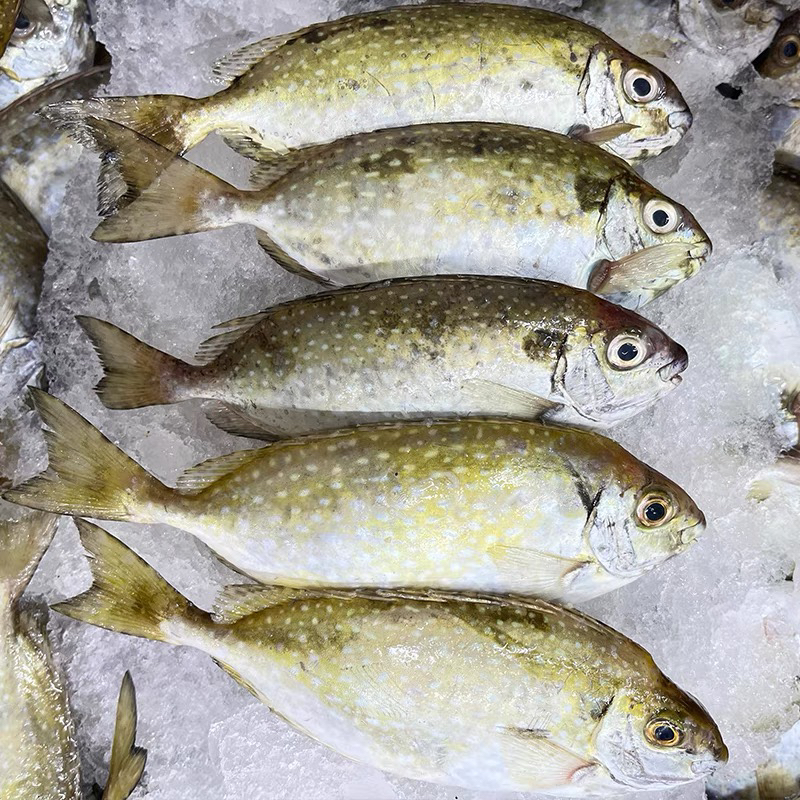 汕尾港照灯渔船捕捞特大泥猛鱼，苦提鱼，4-5条一斤