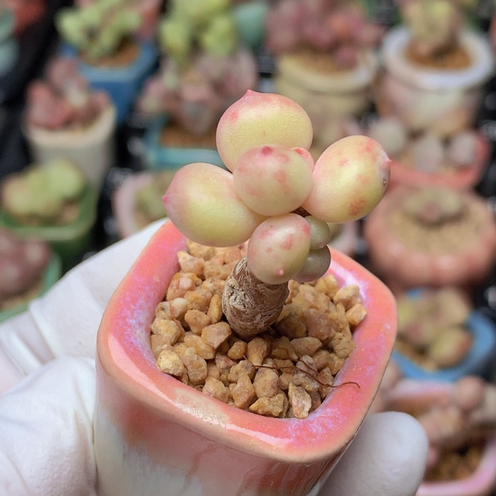 032 萤火虫 甜蜜蜜 实物颜色更好看
