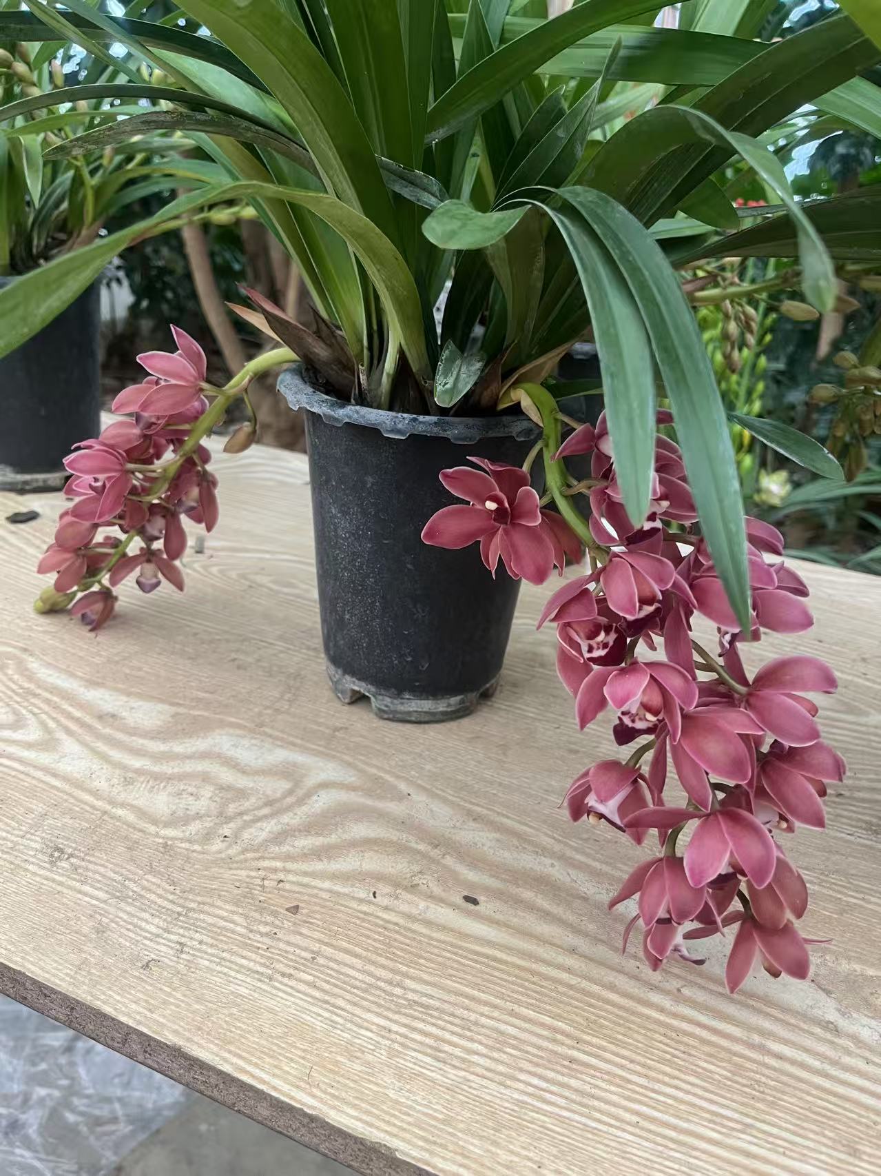【直立葡萄美酒】大花蕙兰盆花-红色系年宵花