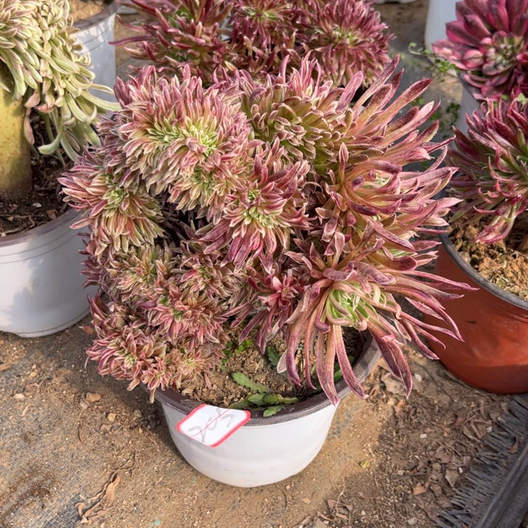 205多肉植物金丝菊缀化