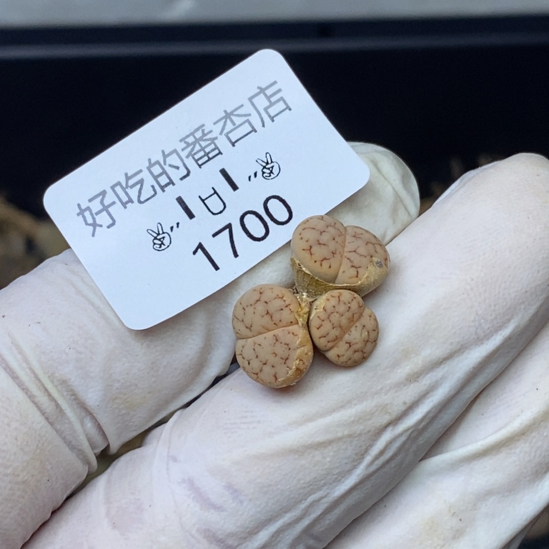 1700。很小的3头。。。。