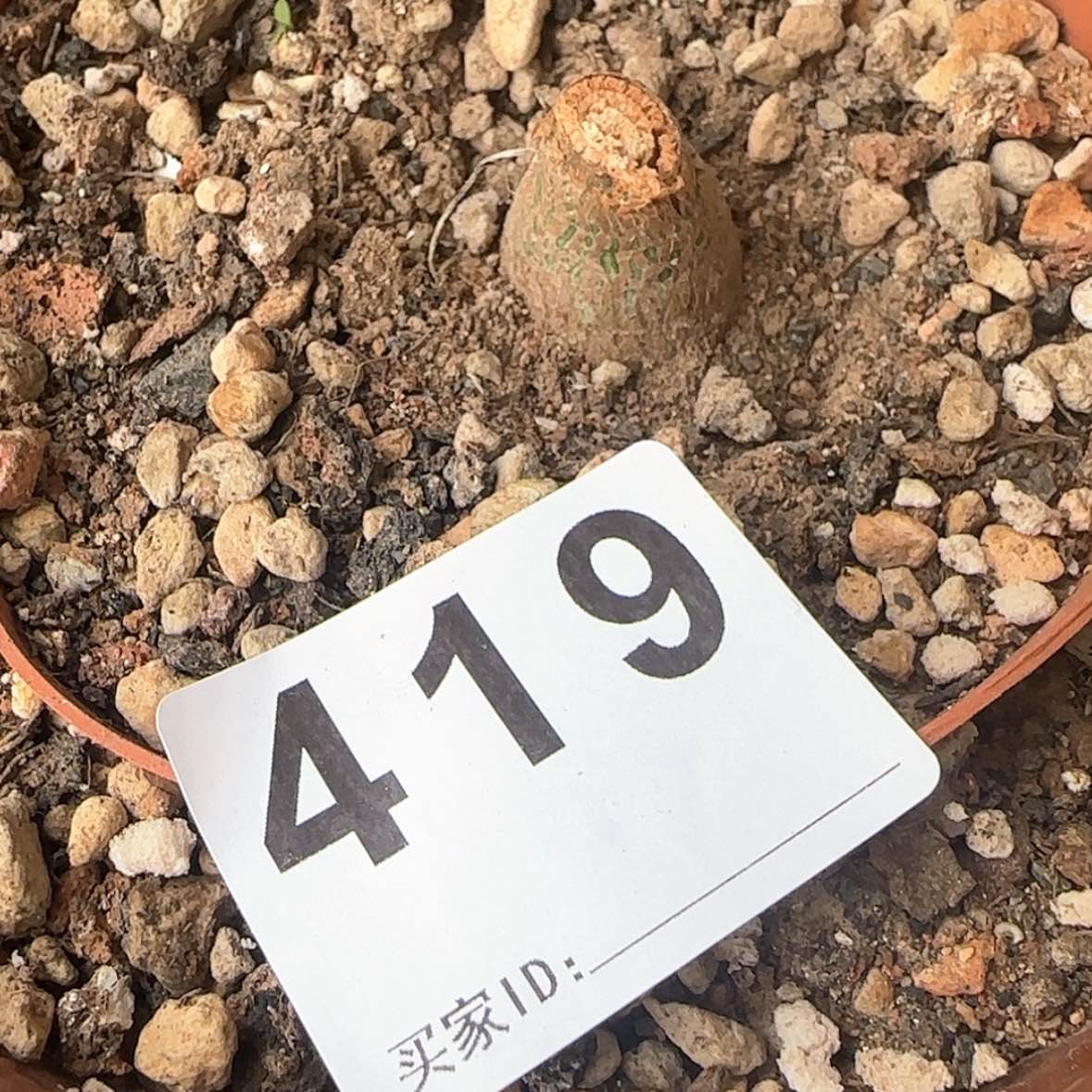 【闪购商品】K***n块根植物布纹球