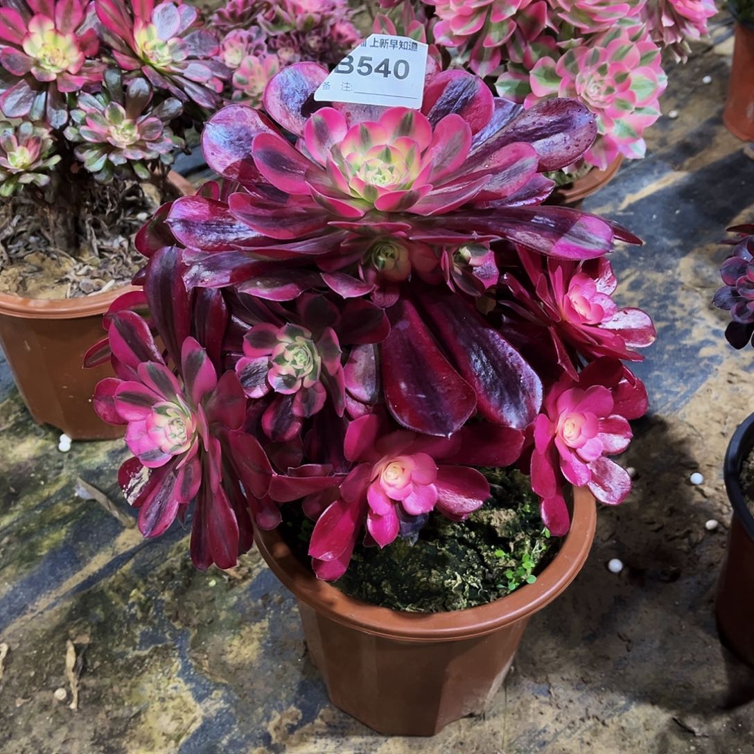 吴*英多肉540美杜莎法师