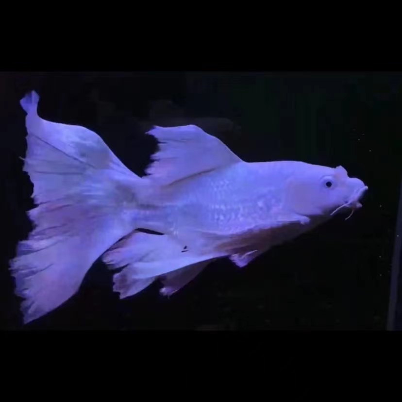 精品渔场//改价//蝴蝶鲤鱼好养混养蝴蝶鲤观赏鱼