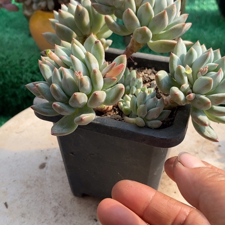 美人杂整无砍老桩多肉