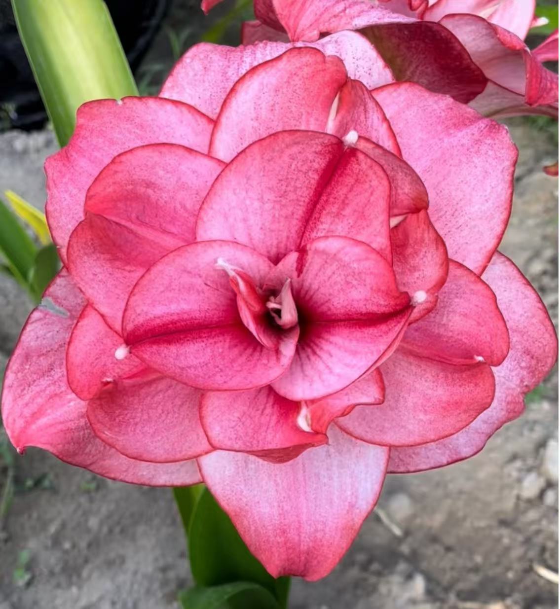 【西瓜酒】★重瓣朱顶红种球室内外盆栽花卉高观赏性种植