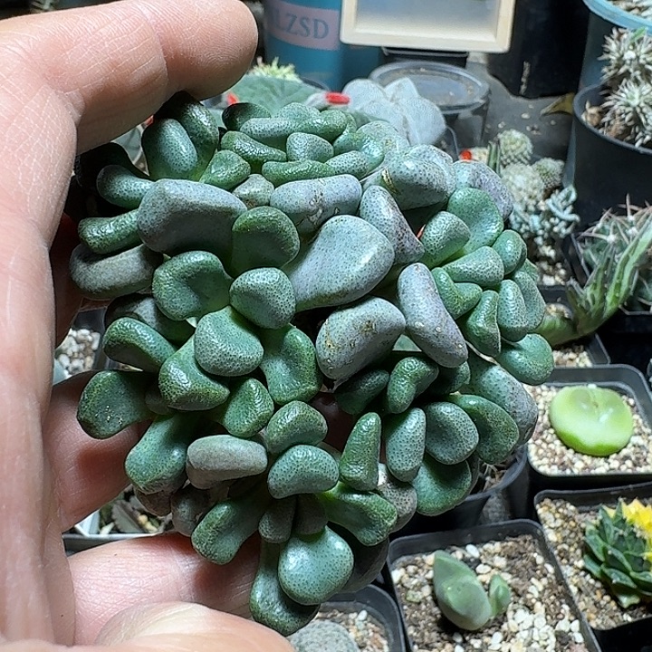 227唐扇脱土发货实生