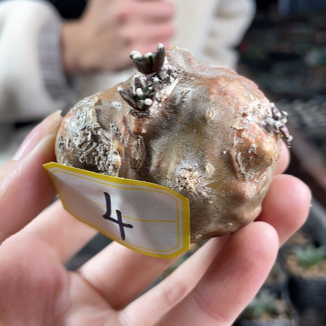 27日4号牡丹蛋1颗